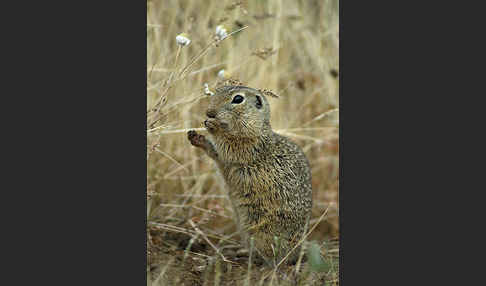 Gemeines Ziesel (Citellus citellus)