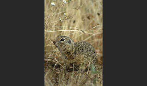 Gemeines Ziesel (Citellus citellus)