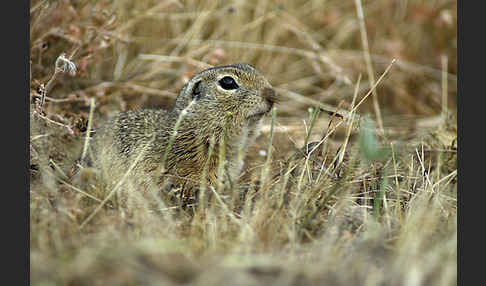 Gemeines Ziesel (Citellus citellus)