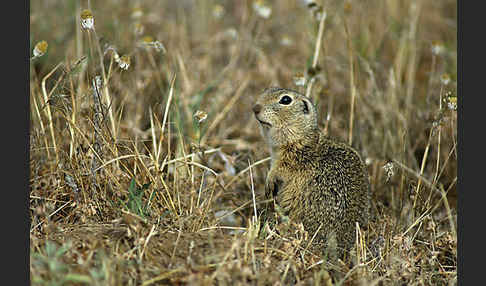 Gemeines Ziesel (Citellus citellus)