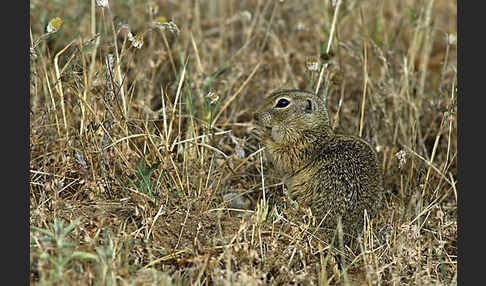 Gemeines Ziesel (Citellus citellus)