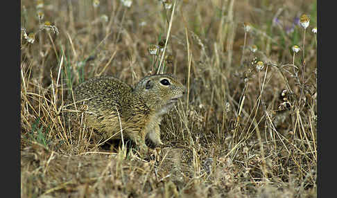 Gemeines Ziesel (Citellus citellus)