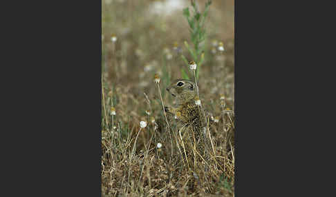 Gemeines Ziesel (Citellus citellus)