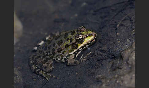 Seefrosch (Pelophylax ridibundus)