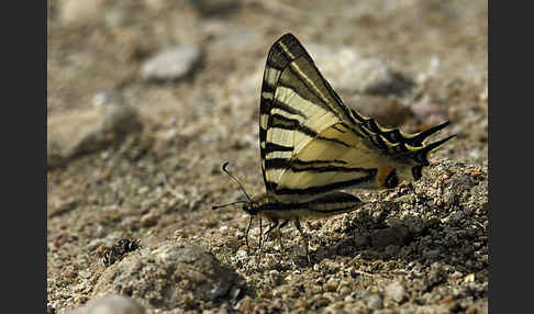 Segelfalter (Iphiclides podalirius)