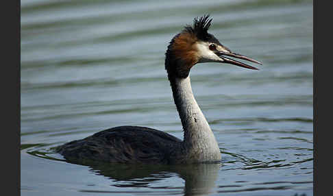 Haubentaucher (Podiceps cristatus)