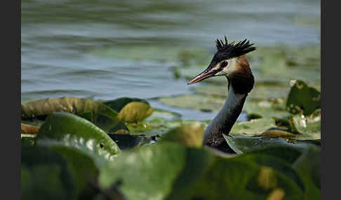 Haubentaucher (Podiceps cristatus)