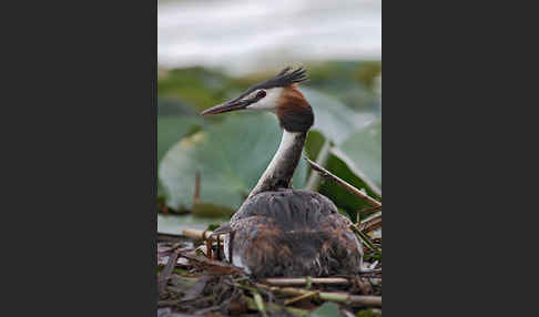 Haubentaucher (Podiceps cristatus)