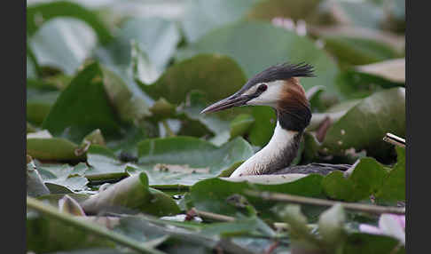 Haubentaucher (Podiceps cristatus)