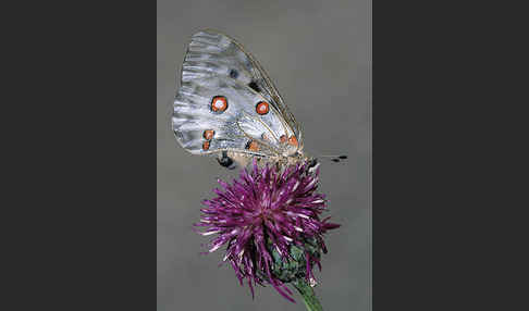 Apollofalter (Parnassius apollo)