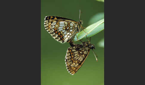 Wachtelweizen-Scheckenfalter (Melitaea athalia)