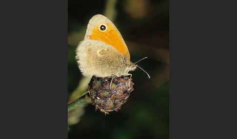 Gemeines Wiesenvögelchen (Coenonympha pamphilus)