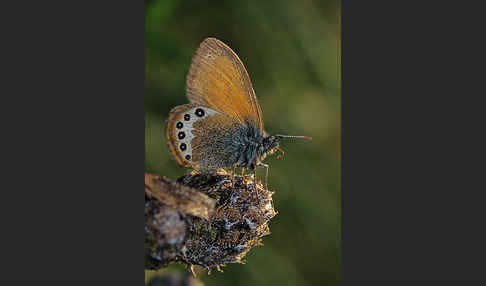 Alpen-Heufalter (Coenonympha gardetta)