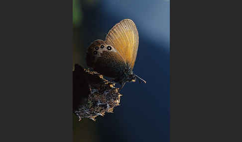 Alpen-Heufalter (Coenonympha gardetta)