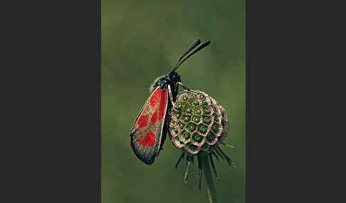 Beilfleck-Rotwidderchen (Zygaena loti)