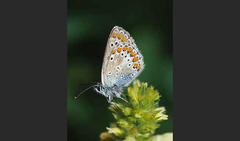 Gemeiner Bläuling (Polyommatus icarus)