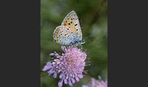 Violetter Silberfalter (Lycaena alciphron)