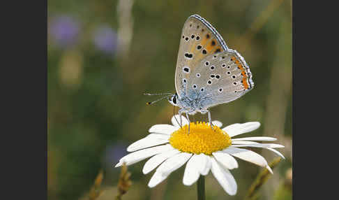 Violetter Silberfalter (Lycaena alciphron)