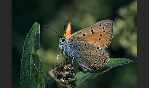 Violetter Silberfalter (Lycaena alciphron)