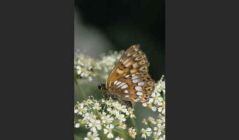 Perlbinde (Hamearis lucina)