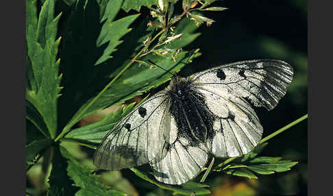 Schwarzer Apollo (Parnassius mnemosyne)