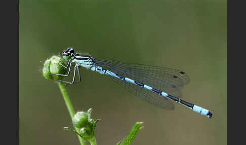 Speer-Azurjungfer (Coenagrion hastulatum)