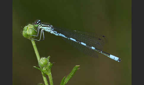 Speer-Azurjungfer (Coenagrion hastulatum)