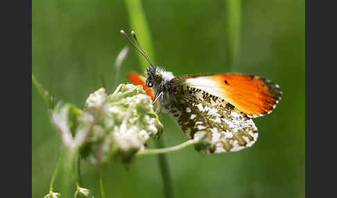 Aurorafalter (Anthocharis cardamines)