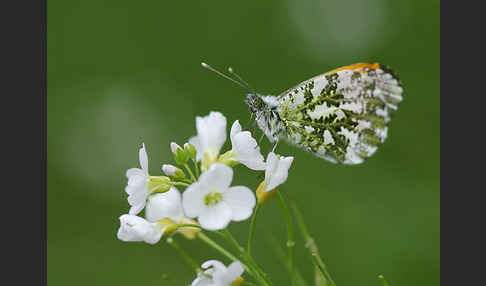 Aurorafalter (Anthocharis cardamines)