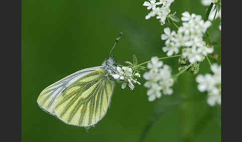 Rapsweißling (Pieris napi)