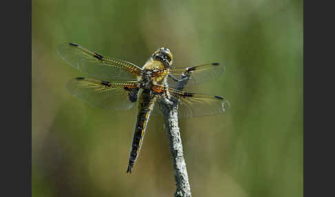 Vierfleck (Libellula quadrimaculata)