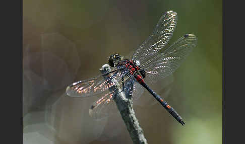 Kleine Moosjungfer (Leucorrhinia dubia)