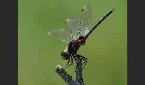 Kleine Moosjungfer (Leucorrhinia dubia)