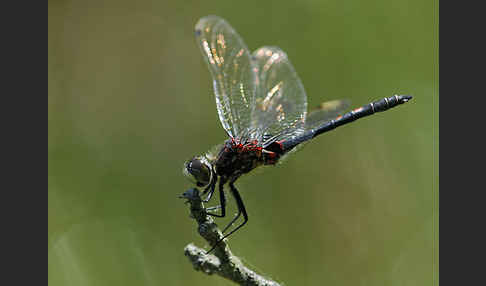 Kleine Moosjungfer (Leucorrhinia dubia)