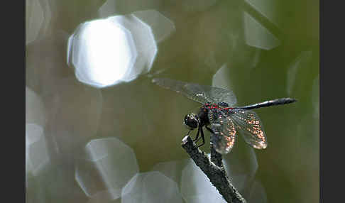 Kleine Moosjungfer (Leucorrhinia dubia)