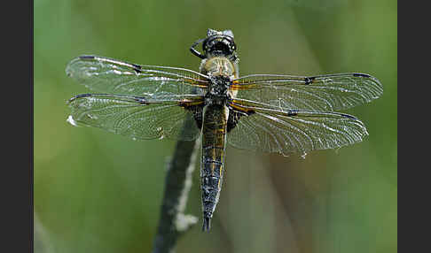 Vierfleck (Libellula quadrimaculata)