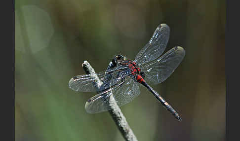 Kleine Moosjungfer (Leucorrhinia dubia)