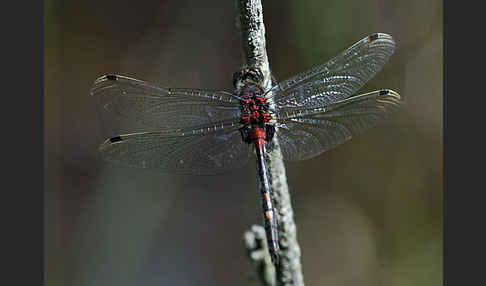 Kleine Moosjungfer (Leucorrhinia dubia)