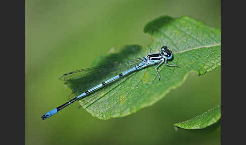 Hufeisen-Azurjungfer (Coenagrion puella)