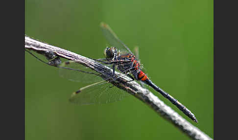 Kleine Moosjungfer (Leucorrhinia dubia)