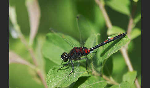 Kleine Moosjungfer (Leucorrhinia dubia)