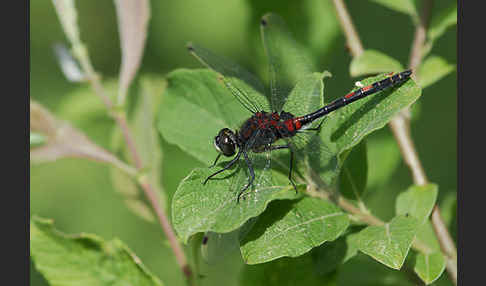 Kleine Moosjungfer (Leucorrhinia dubia)