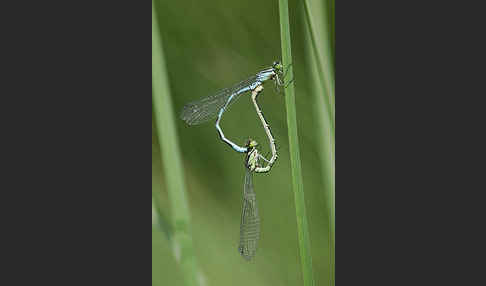 Speer-Azurjungfer (Coenagrion hastulatum)