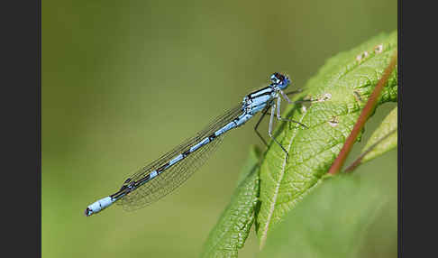 Becher-Azurjungfer (Enallagma cyathigerum)