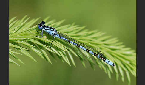 Becher-Azurjungfer (Enallagma cyathigerum)