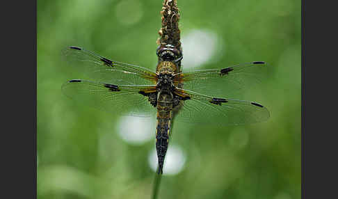 Vierfleck (Libellula quadrimaculata)