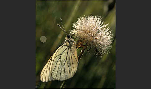 Baumweißling (Aporia crataegi)