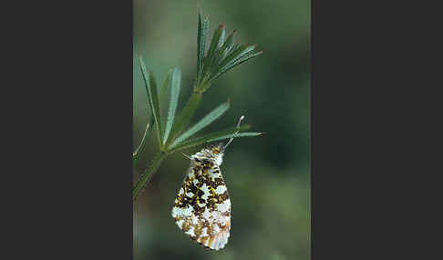 Aurorafalter (Anthocharis cardamines)