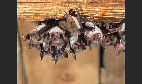 Mausohr (Myotis myotis)