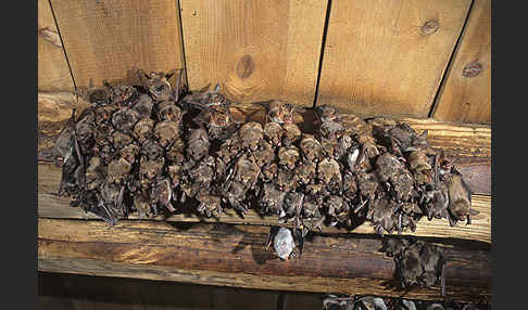 Mausohr (Myotis myotis)